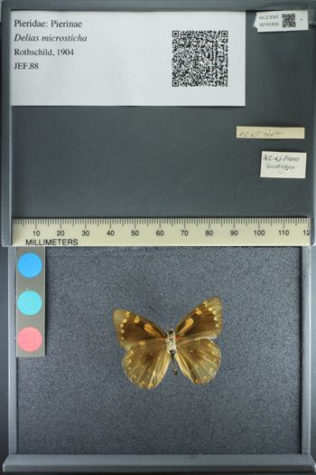 Media type: image;   Entomology 191835